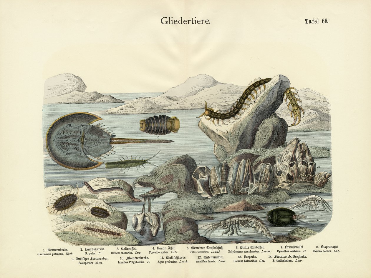 Leddyr, ca. 1860 av German School