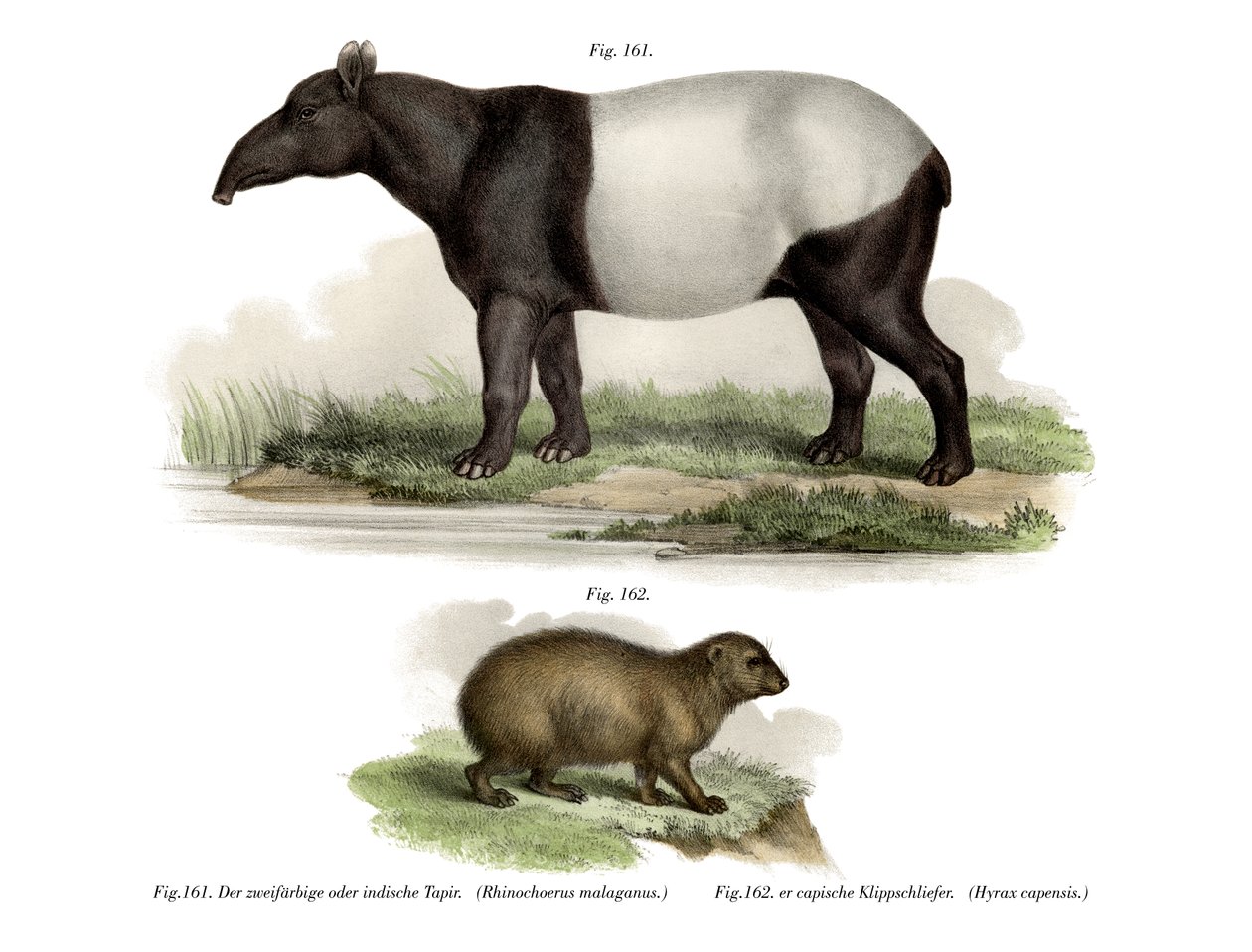 Asiatisk tapir, 1860 av German School