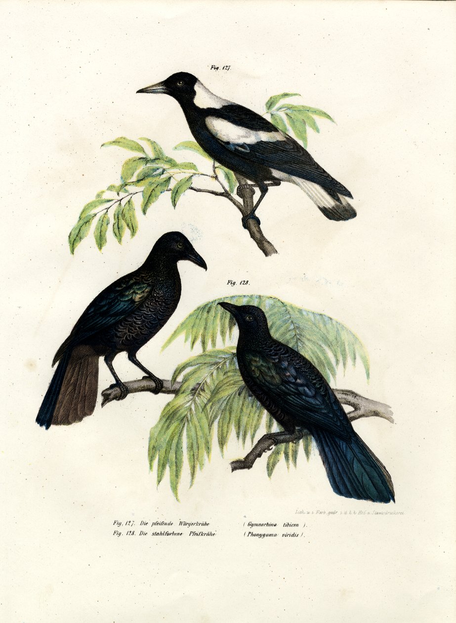 Australian Magpie, 1864 av German School