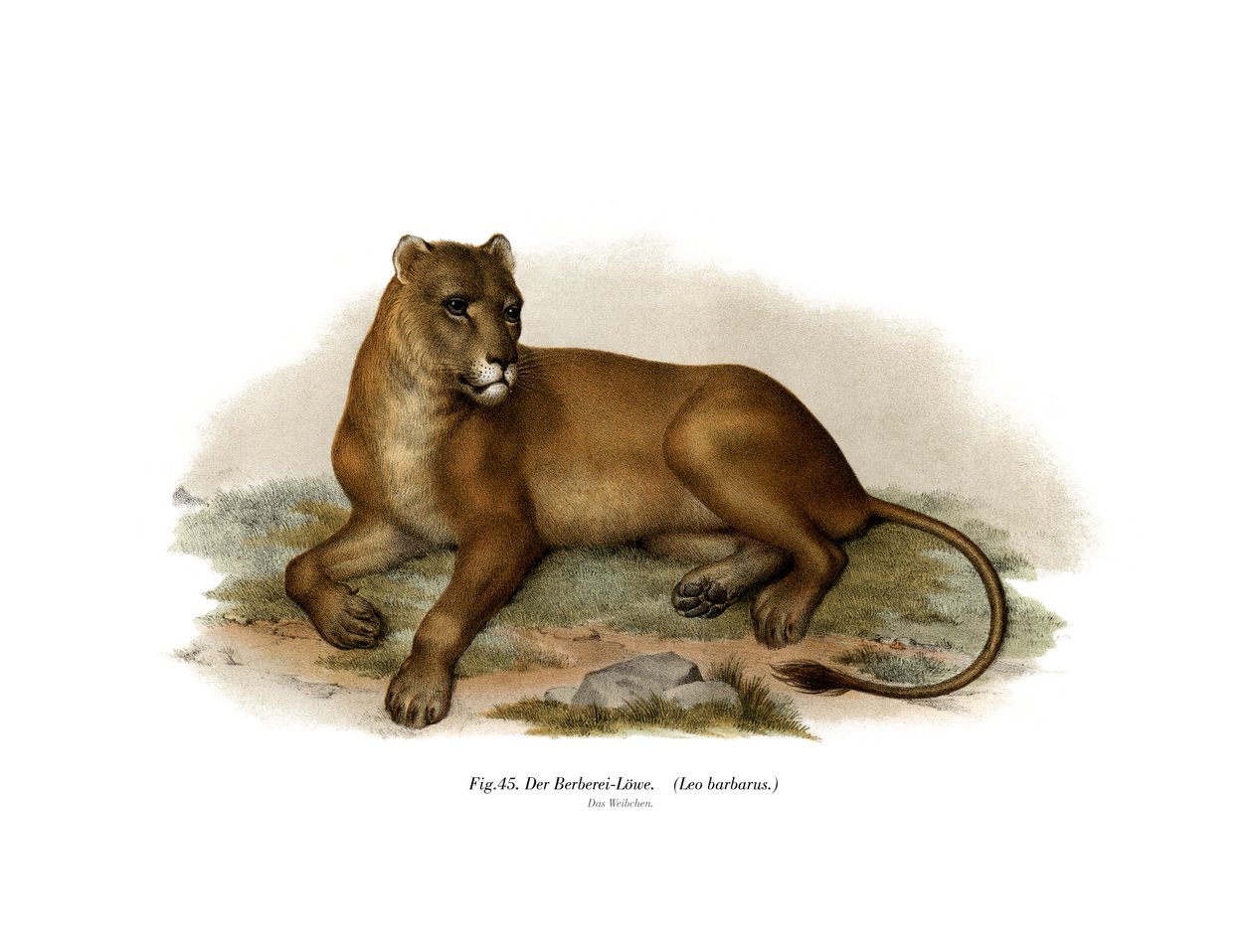 Barbary Lion, 1860 av German School