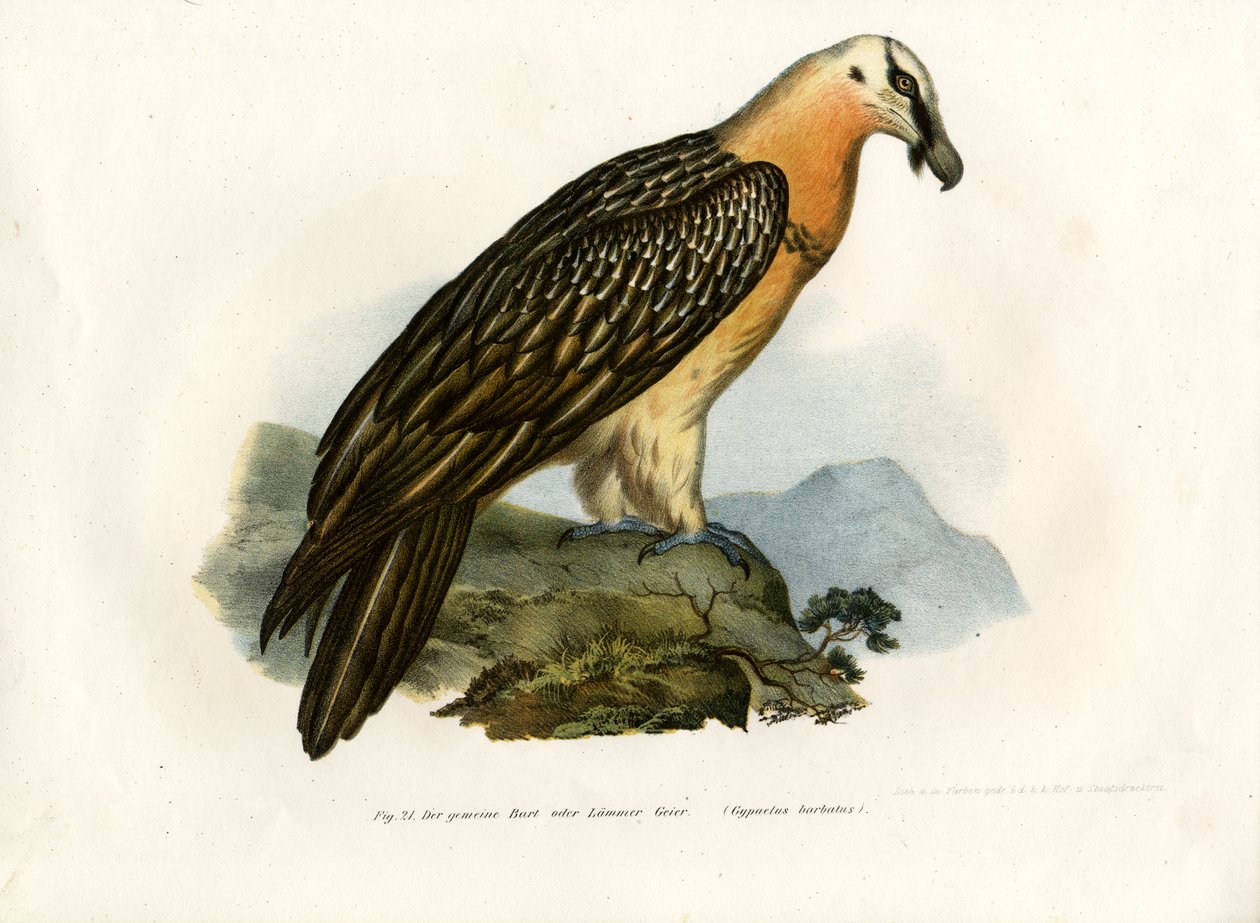 Skjegggribb, 1864 av German School
