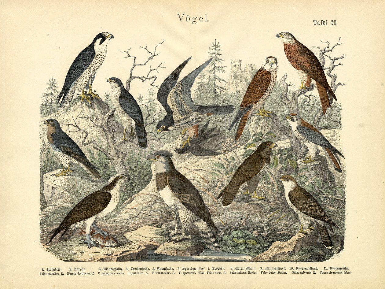 Fugler, ca. 1860 av German School