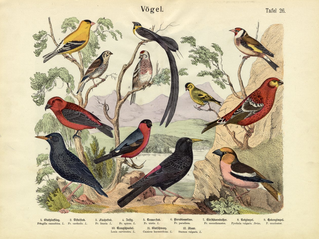 Fugler, ca. 1860 av German School