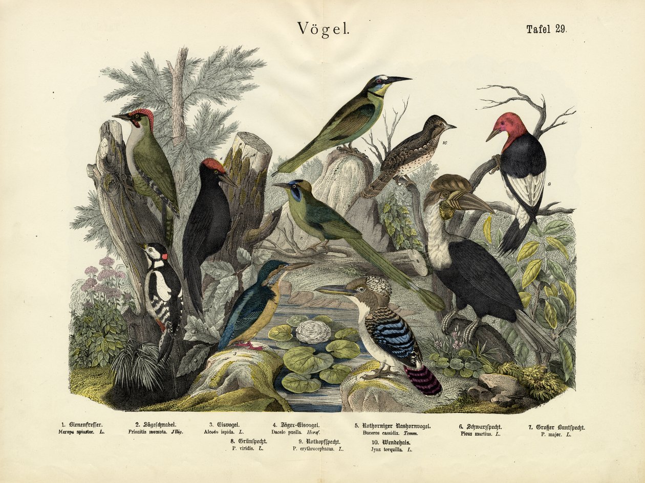 Fugler, ca. 1860 av German School