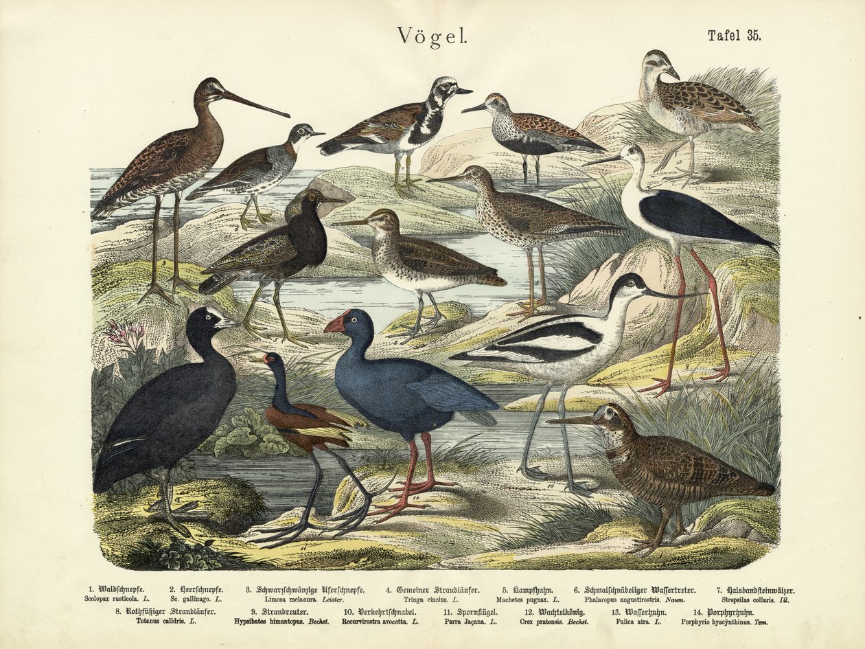 Fugler, ca. 1860 av German School
