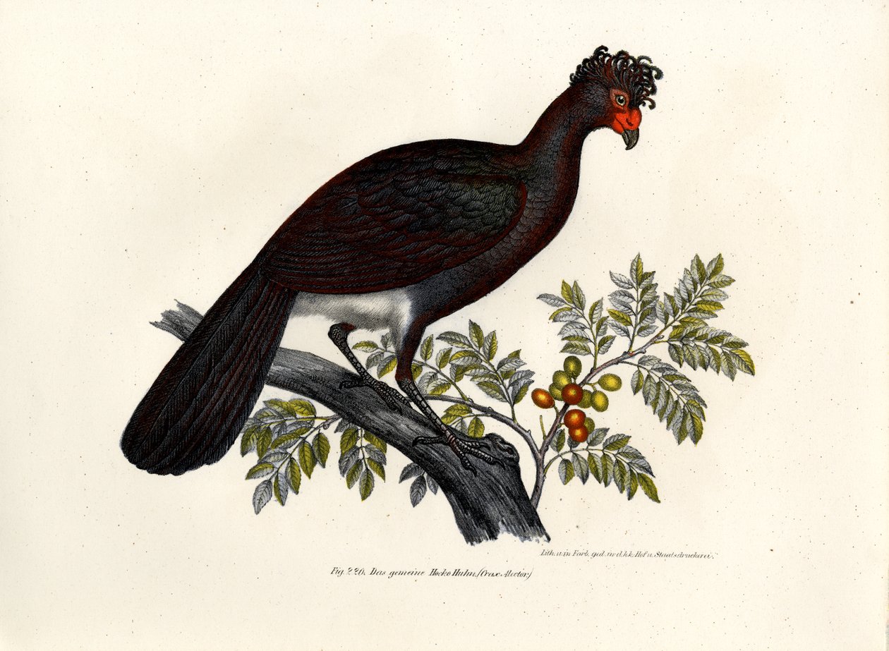 Black Curassow, 1864 av German School