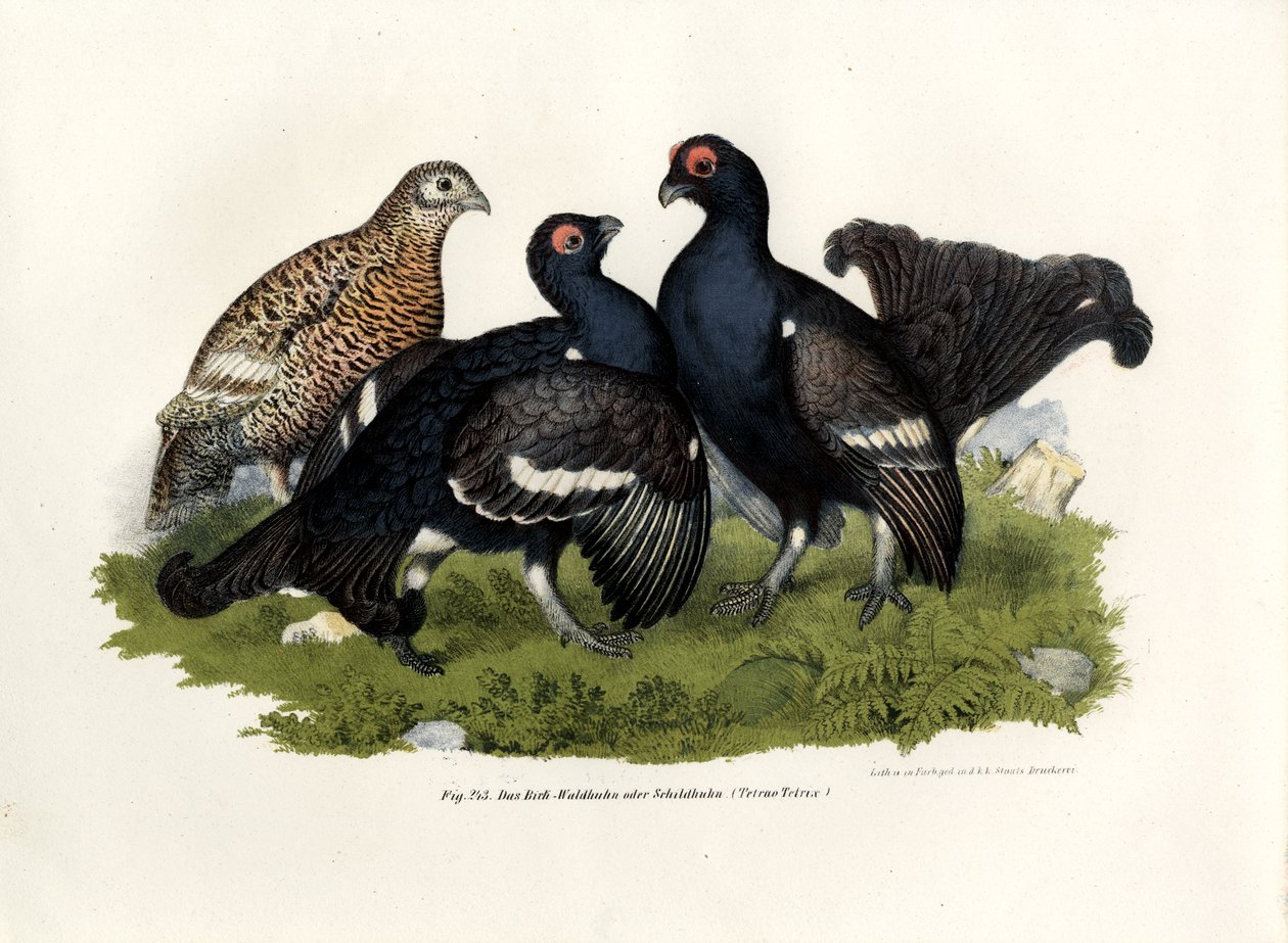 Ryper, 1864 av German School