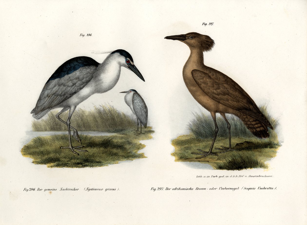 Svartkronet natthegre, 1864 av German School