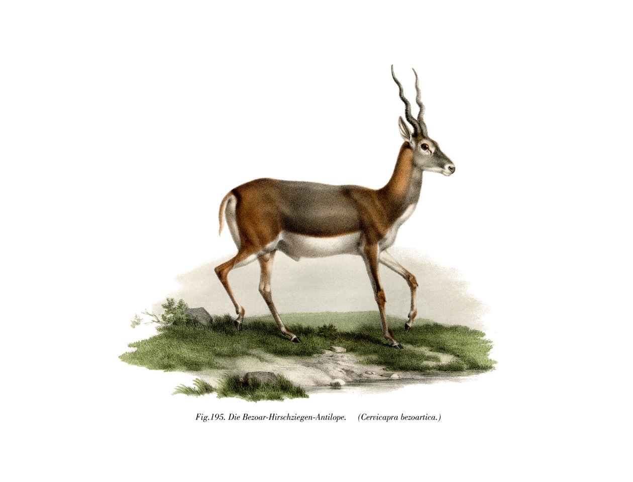 Blackbuck, 1860 av German School