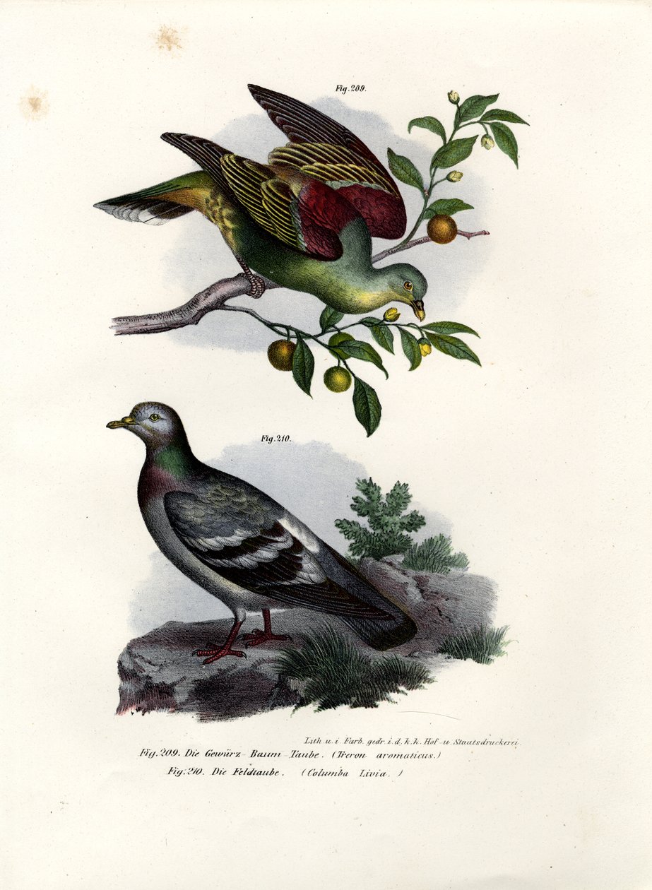 Buru Green Pigeon, 1864 av German School