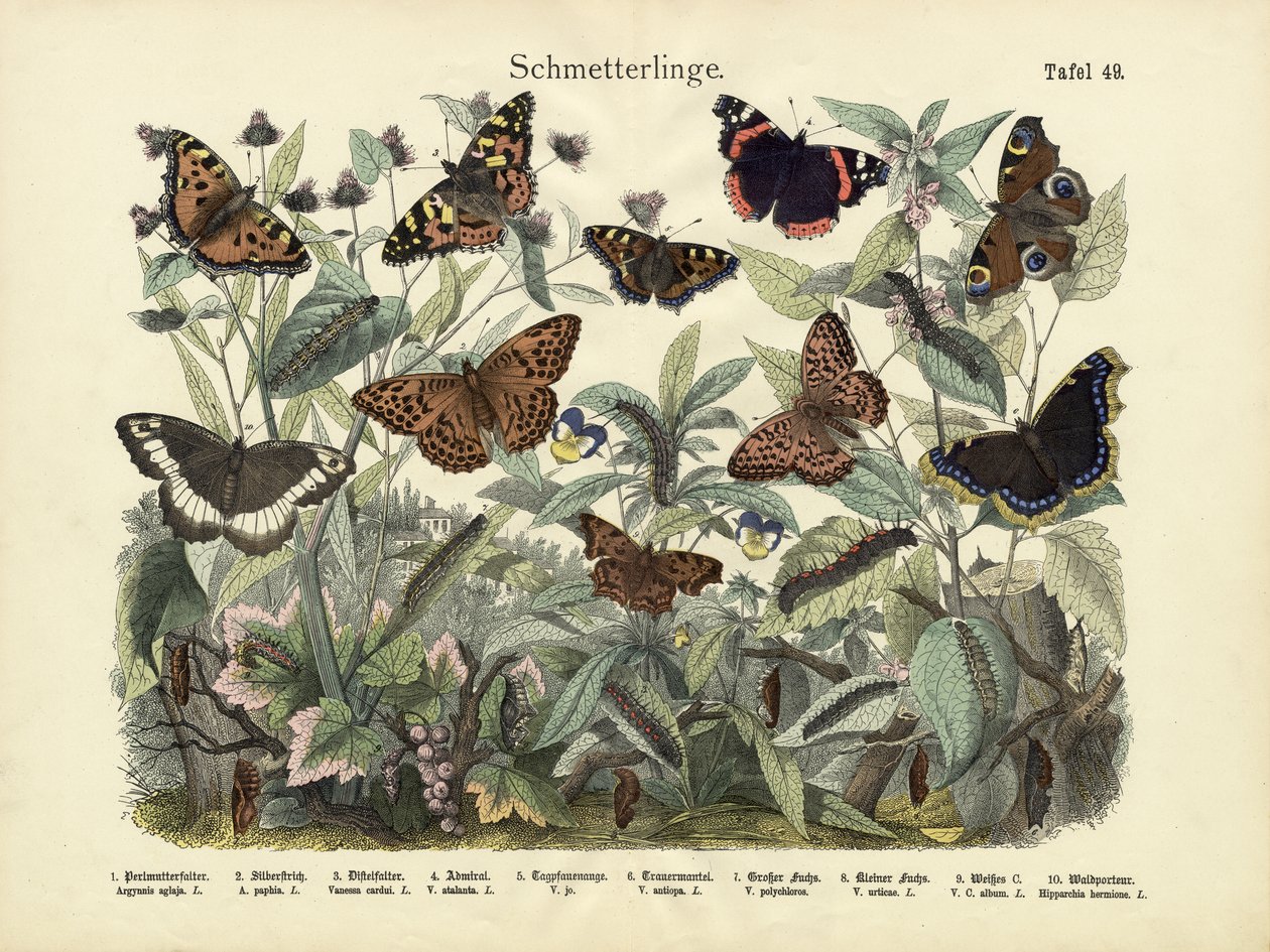 Sommerfugler, ca. 1860 av German School
