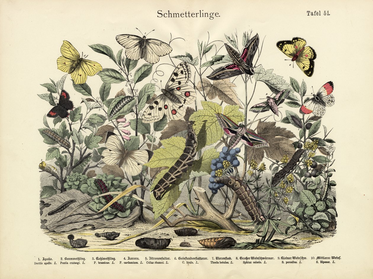 Sommerfugler, ca. 1860 av German School