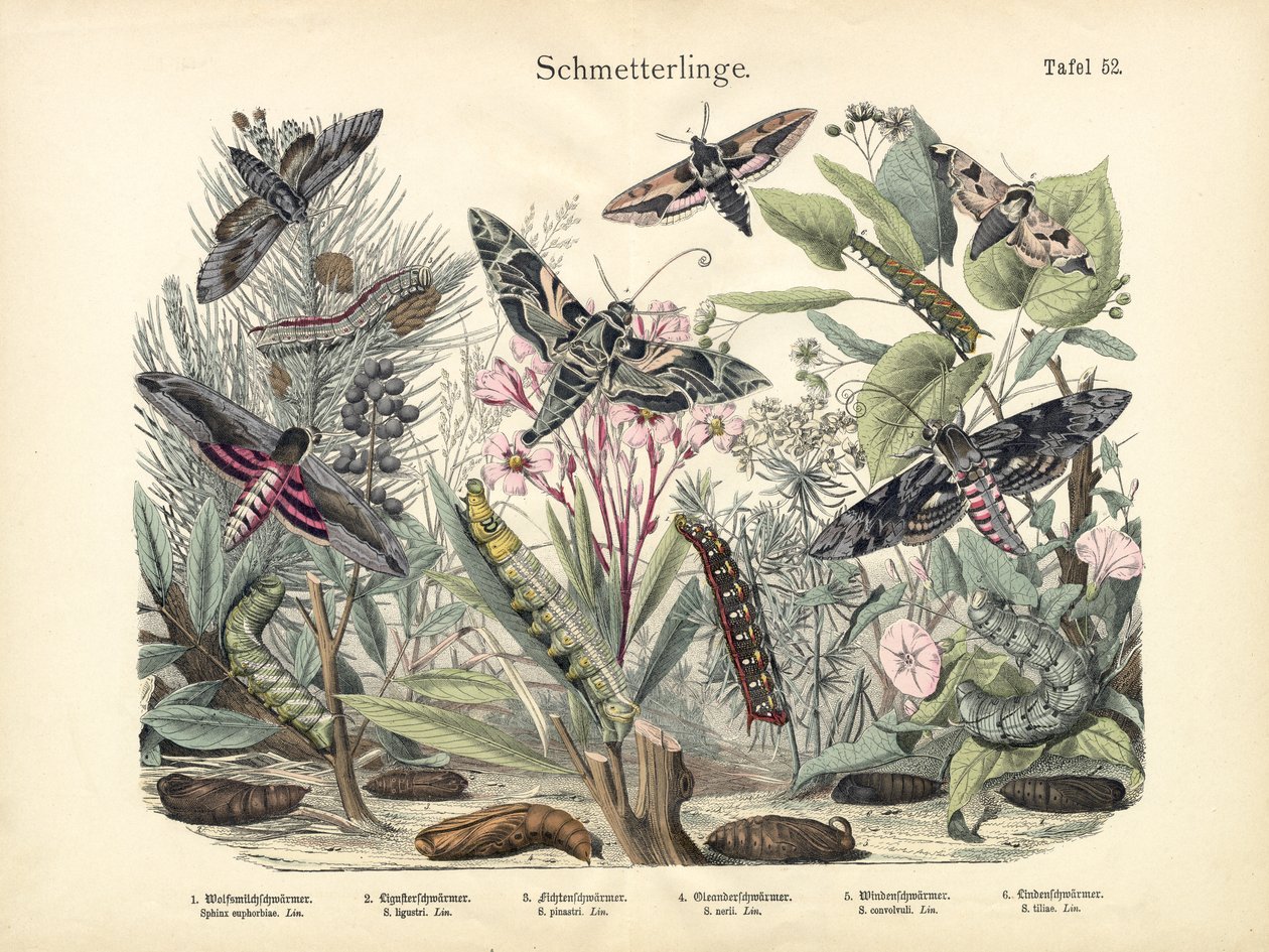 Sommerfugler, ca. 1860 av German School