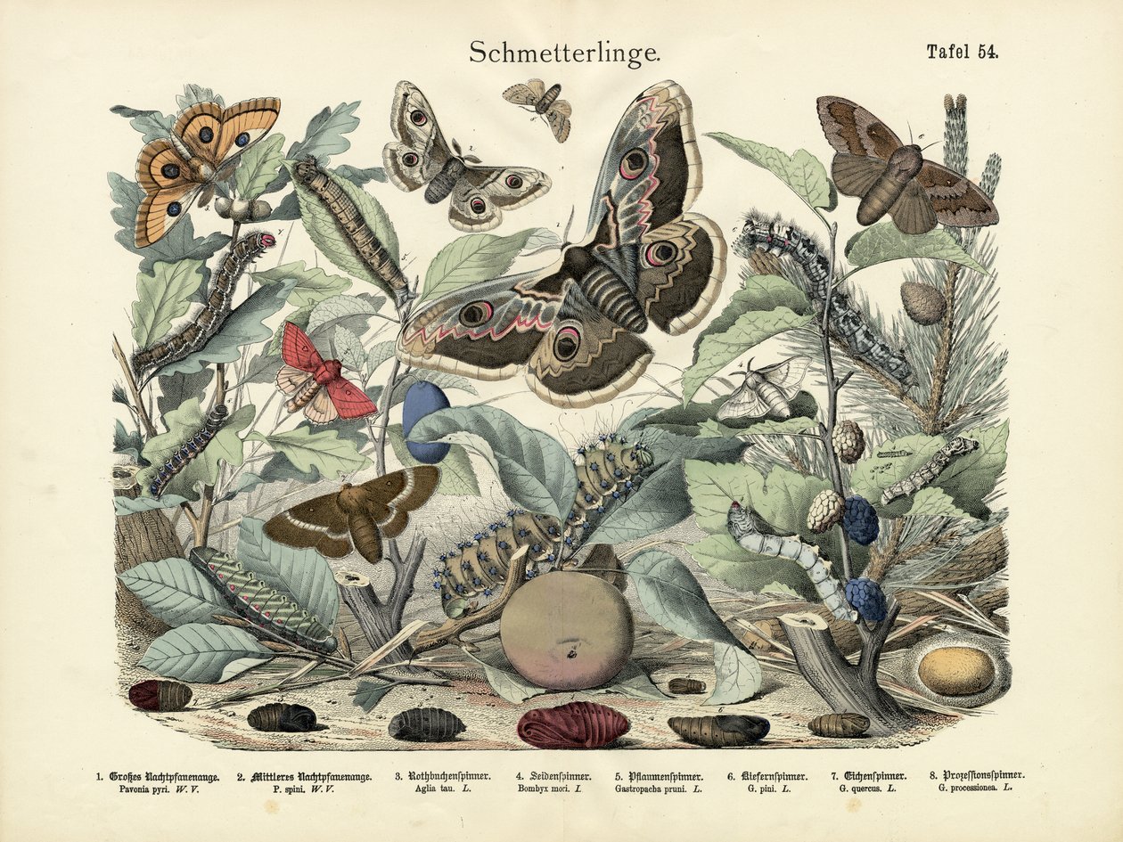 Sommerfugler, ca. 1860 av German School