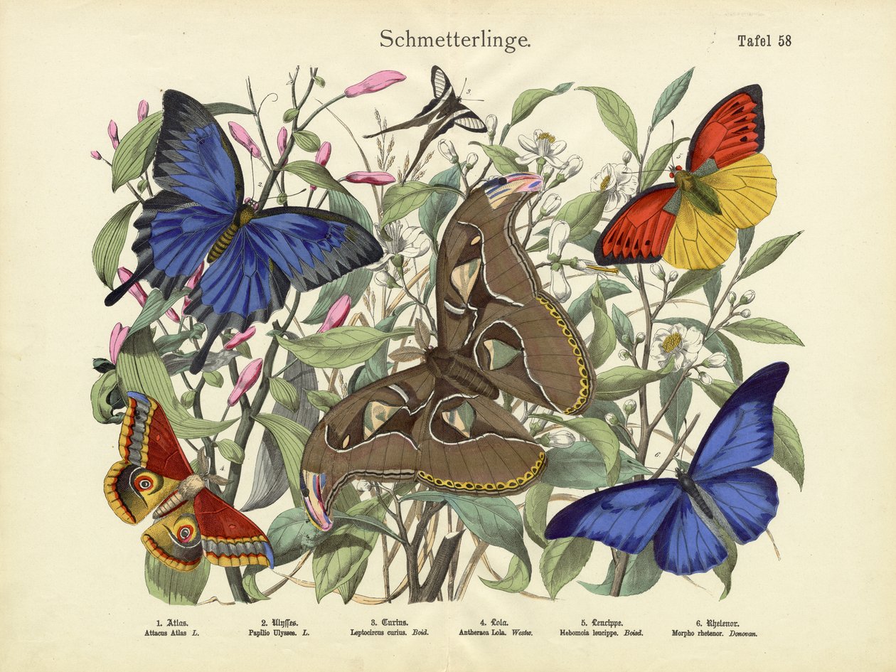 Sommerfugler, ca. 1860 av German School