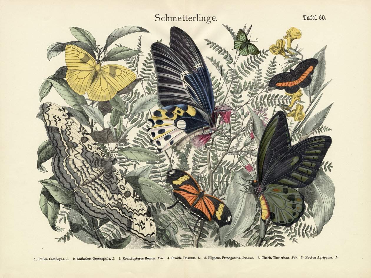 Sommerfugler, ca. 1860 av German School