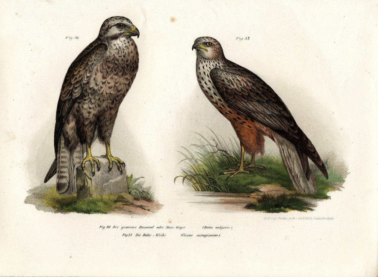 Buzzard, 1864 av German School