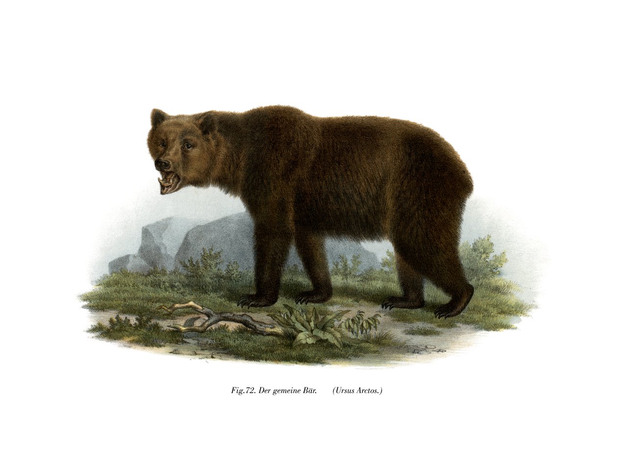 Vanlig bjørn, 1860 av German School
