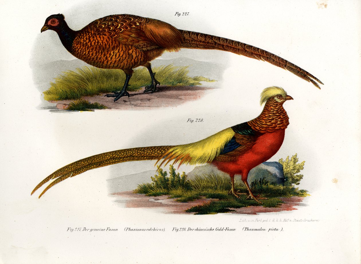 Vanlig fasan, 1864 av German School