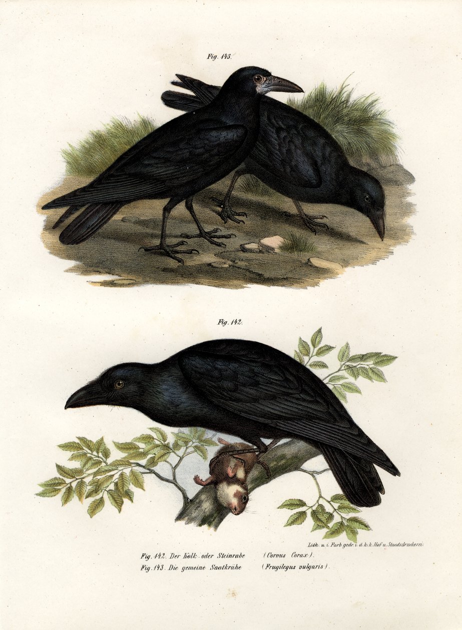 Common Raven, 1864 av German School