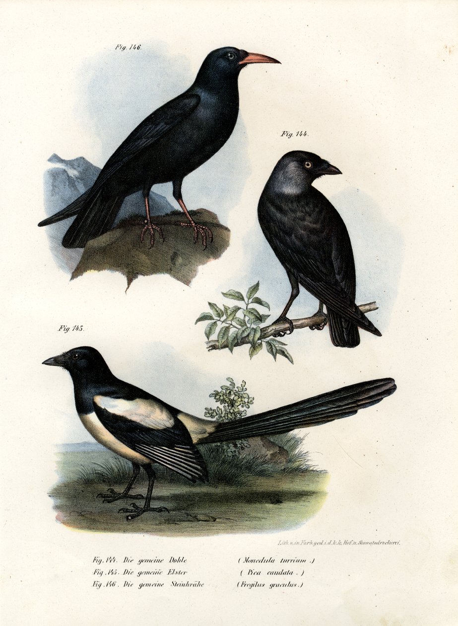 Daw, 1864 av German School
