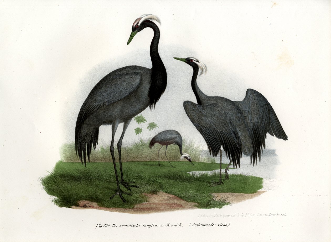 Miss Crane, 1864 av German School