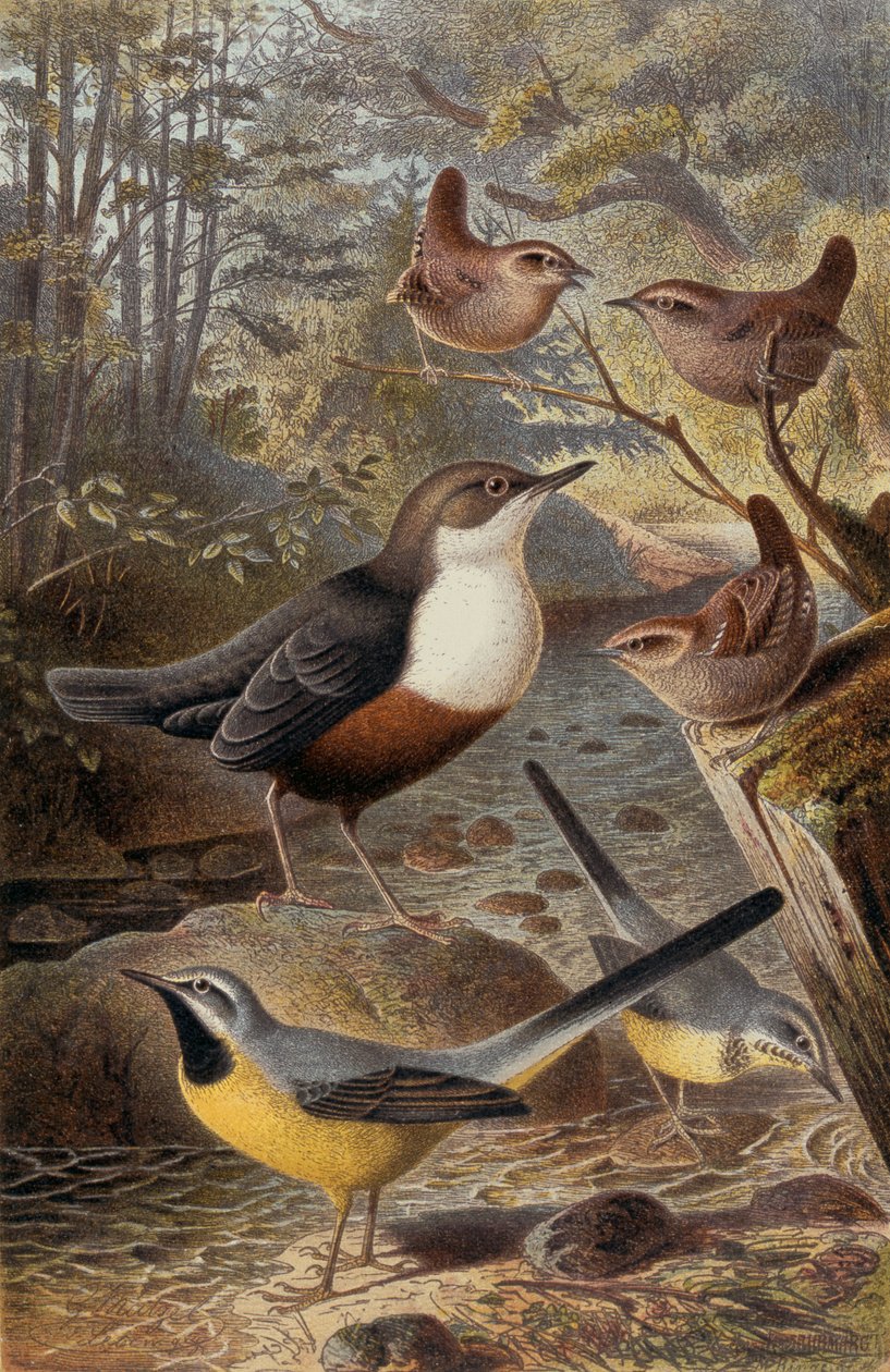 Dipper, Wren and Grey Wagtail, tallerken fra Brehms Animal Life: General Knowledge of the Animal Kingdom, bd. 4, s. 69, utgitt av Bibliographic Institute, 1891 av German School