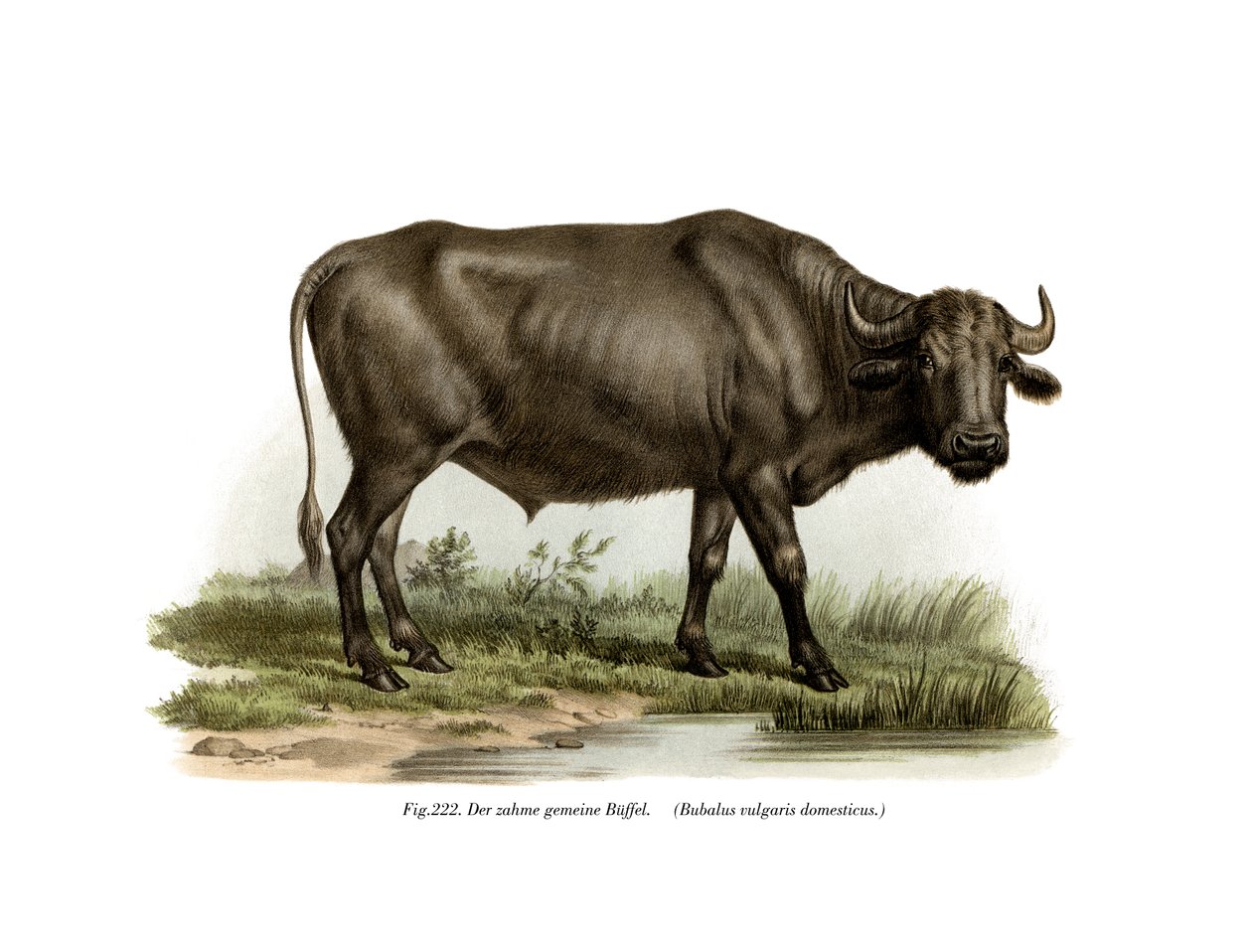 Domestic Buffalo, 1860 av German School