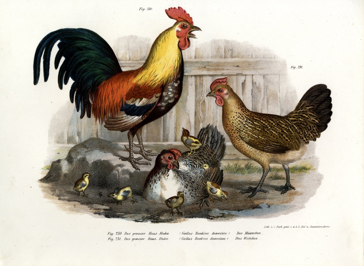 Tamfugl, 1864 av German School