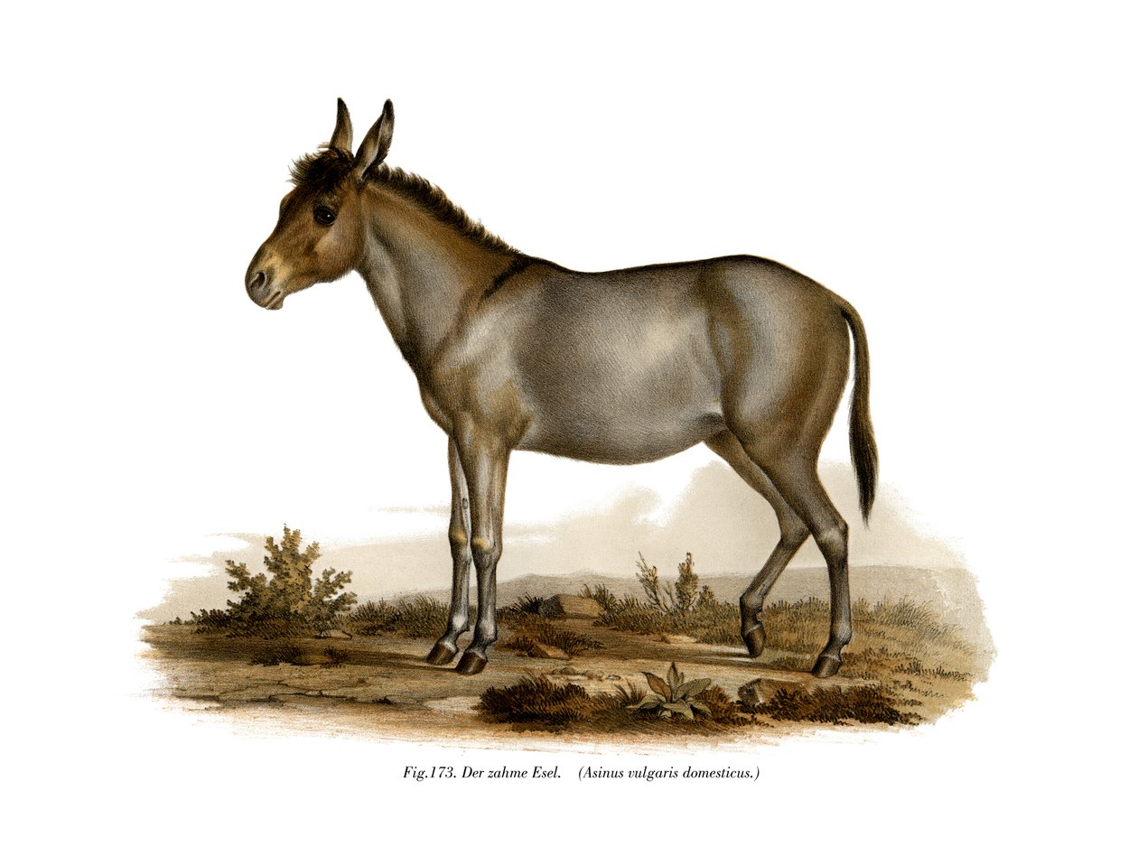 Esel, 1860 av German School