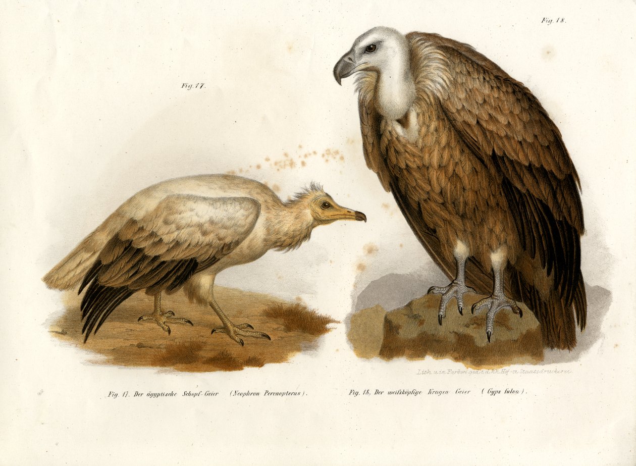 Egyptisk gribb, 1864 av German School