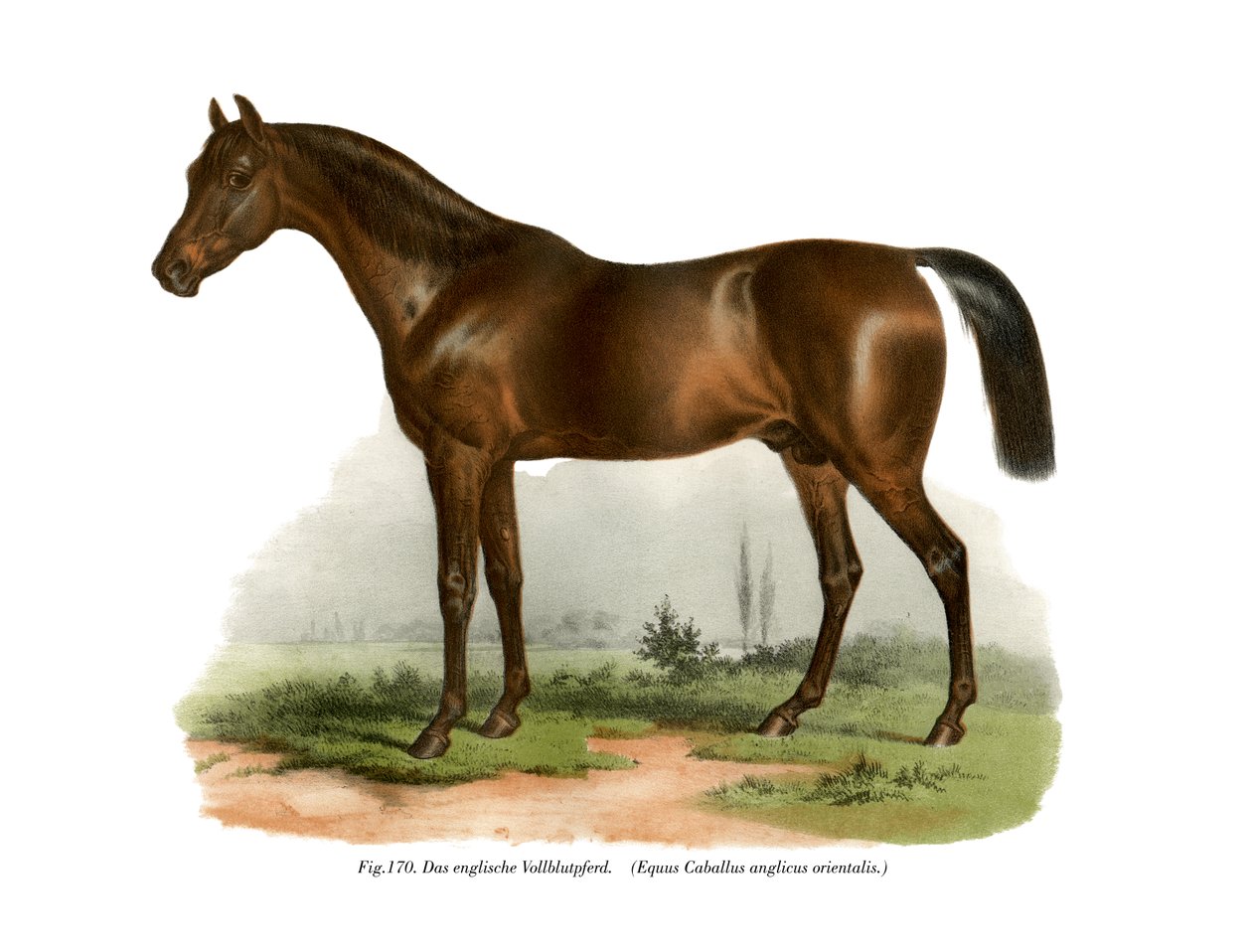 Engelsk fullblodshest, 1860 av German School