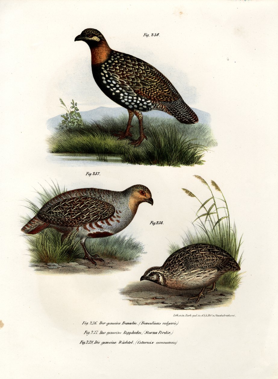 Europeisk Francolin, 1864 av German School