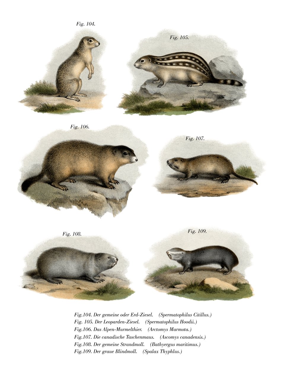 Europeisk jordekorn, 1860 av German School
