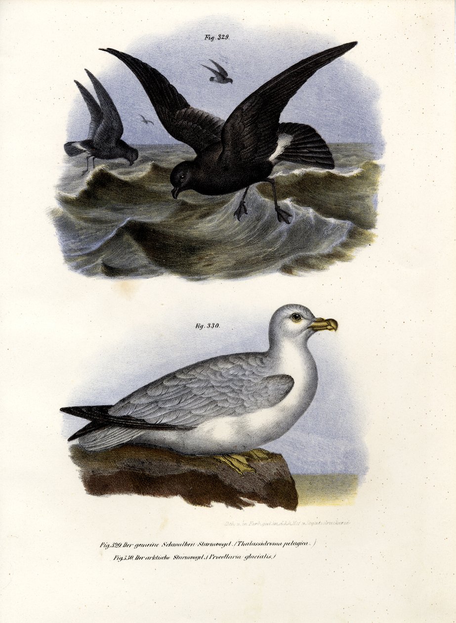 Europeisk stormsvale, 1864 av German School