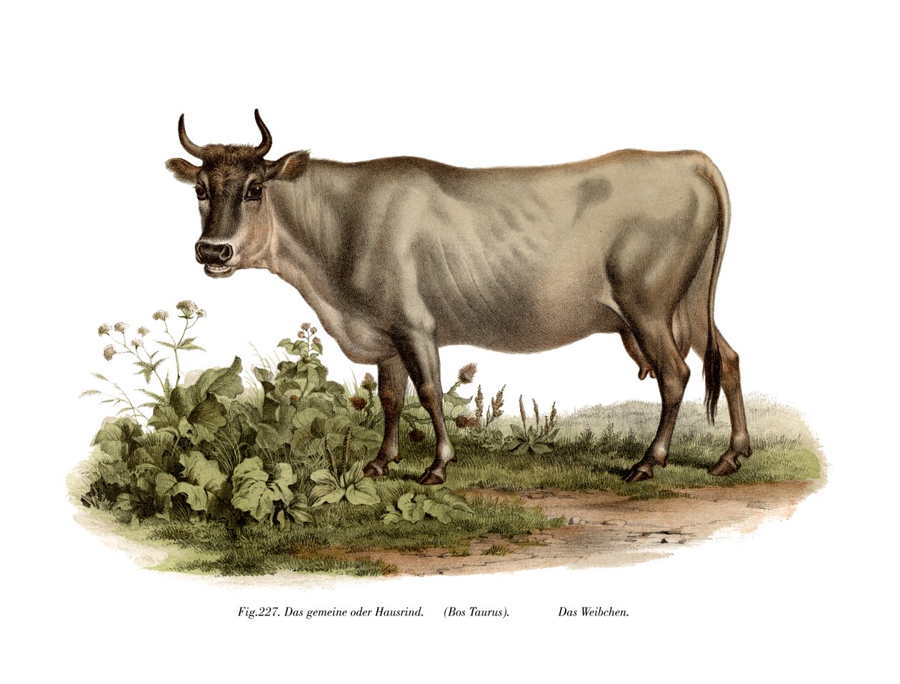 Europeisk storfe, 1860 av German School