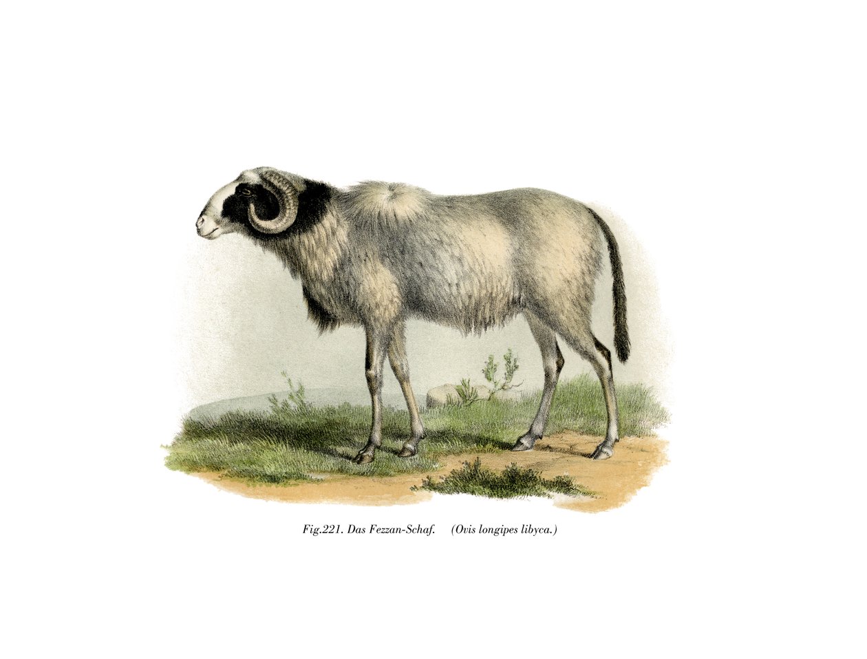 Fezzan-Sheep, 1860 av German School