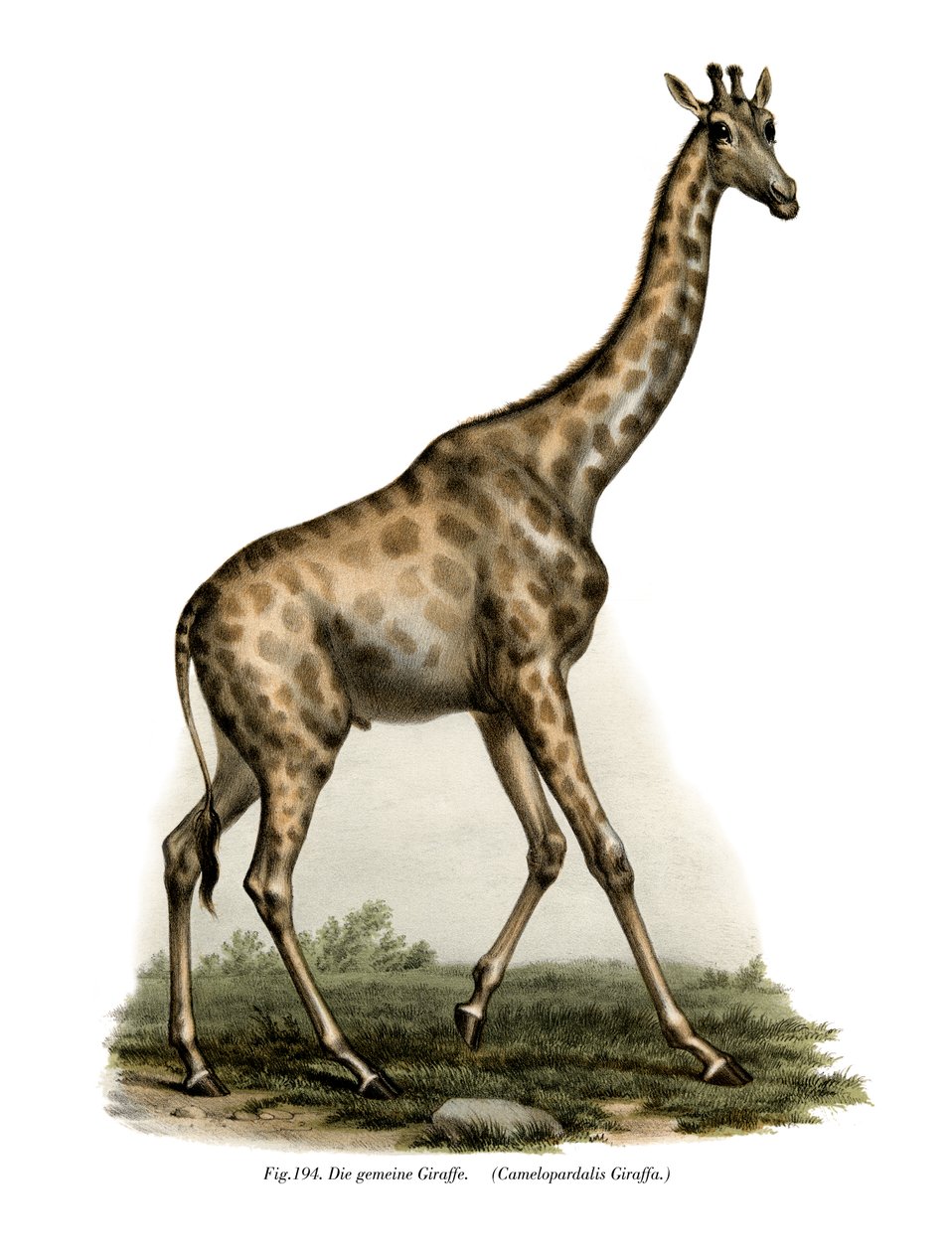 Giraffe, 1860 av German School