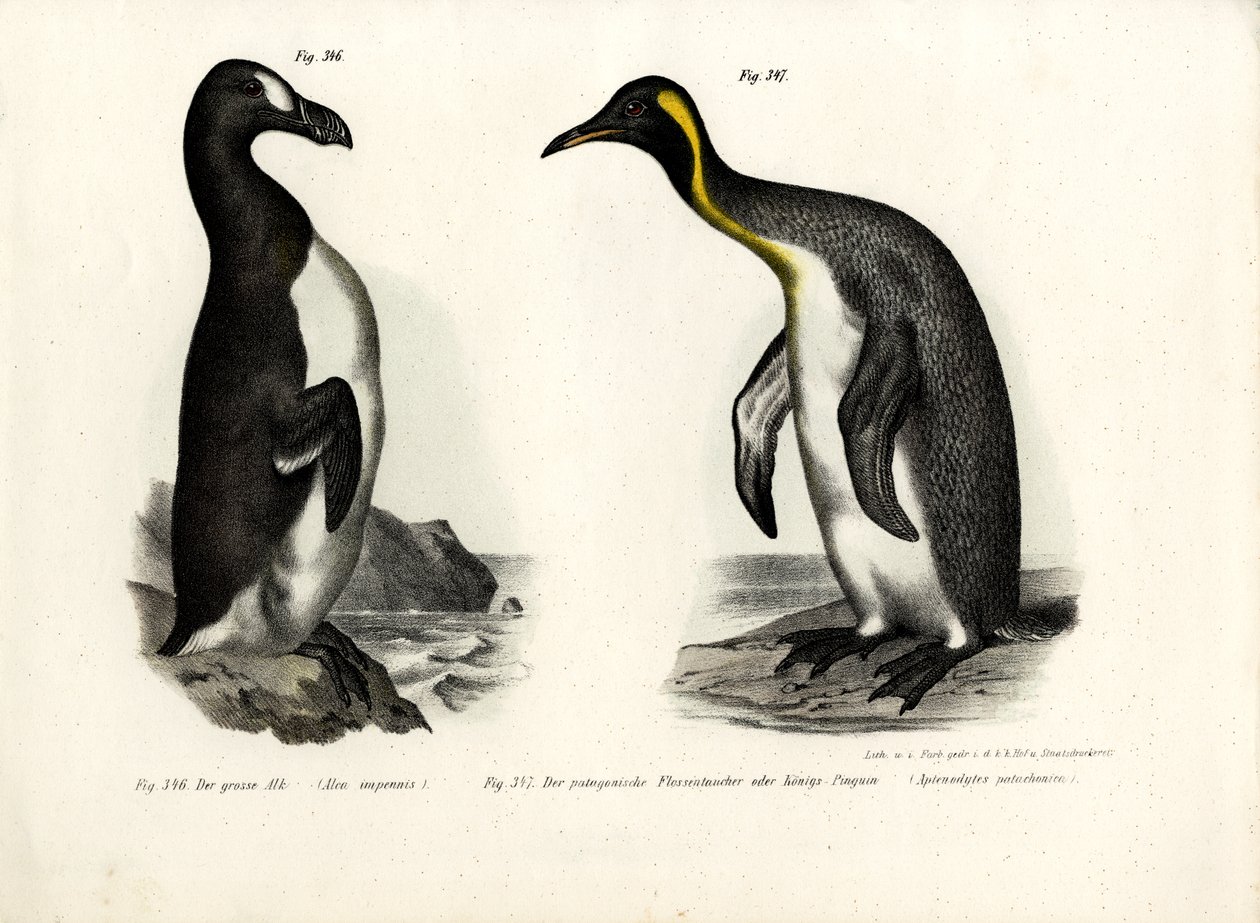 Storauk, 1864 av German School
