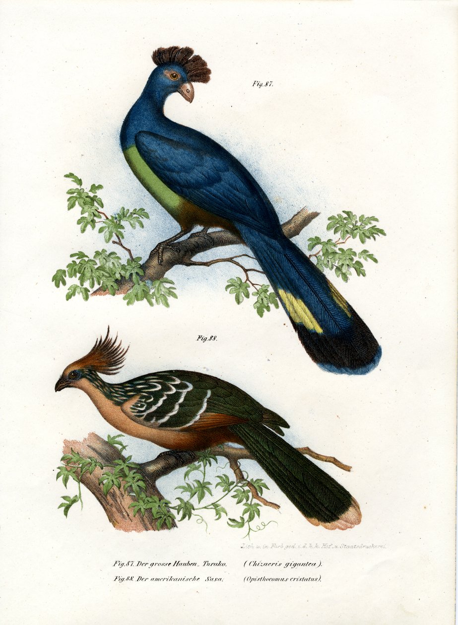 Great Turaco, 1864 av German School