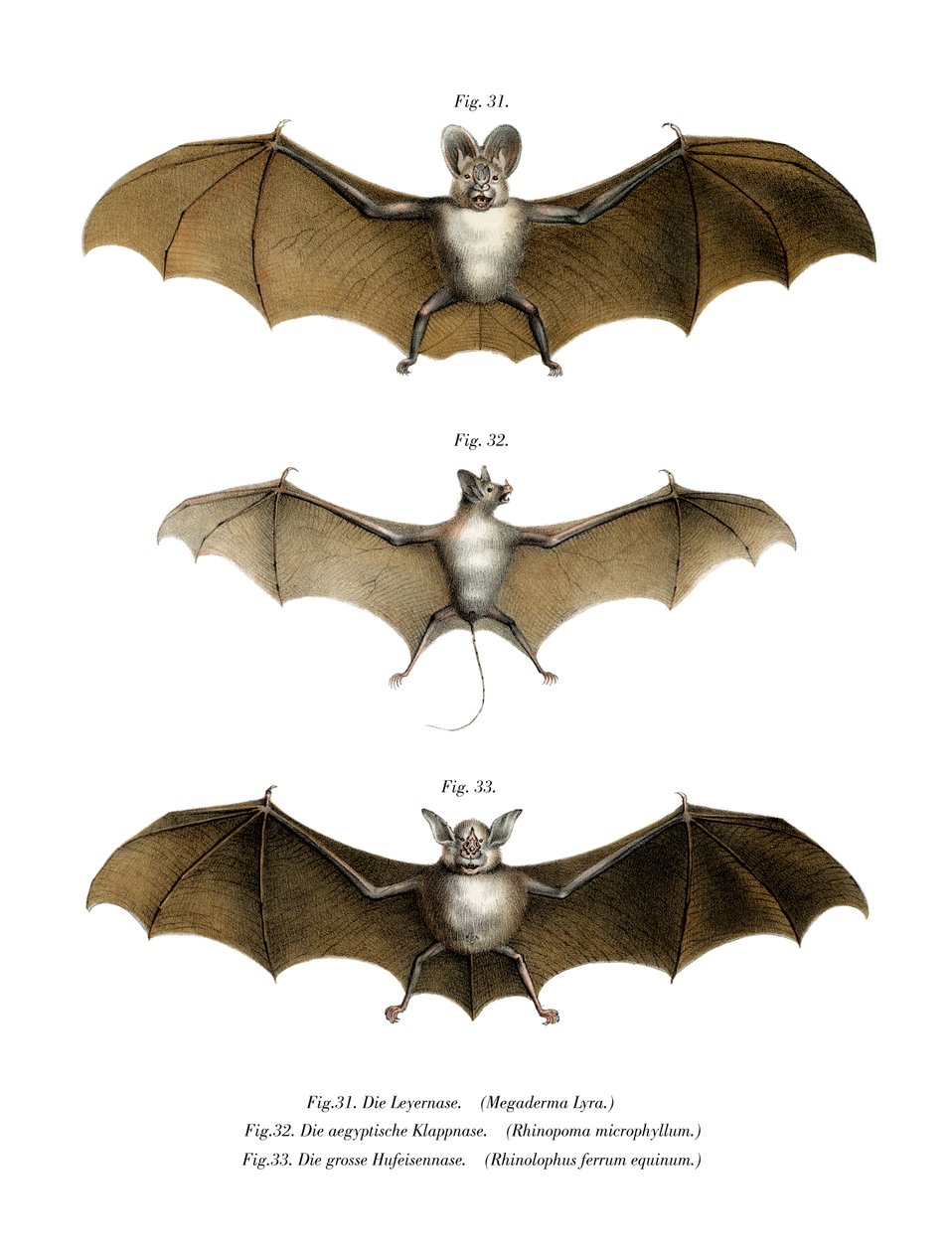 Greater False Vampire Bat, 1860 av German School