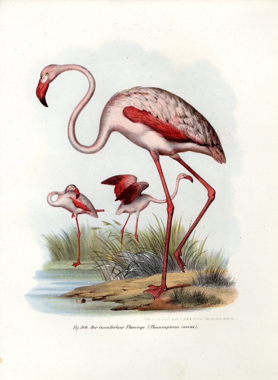 Greater Flamingo, 1864 av German School