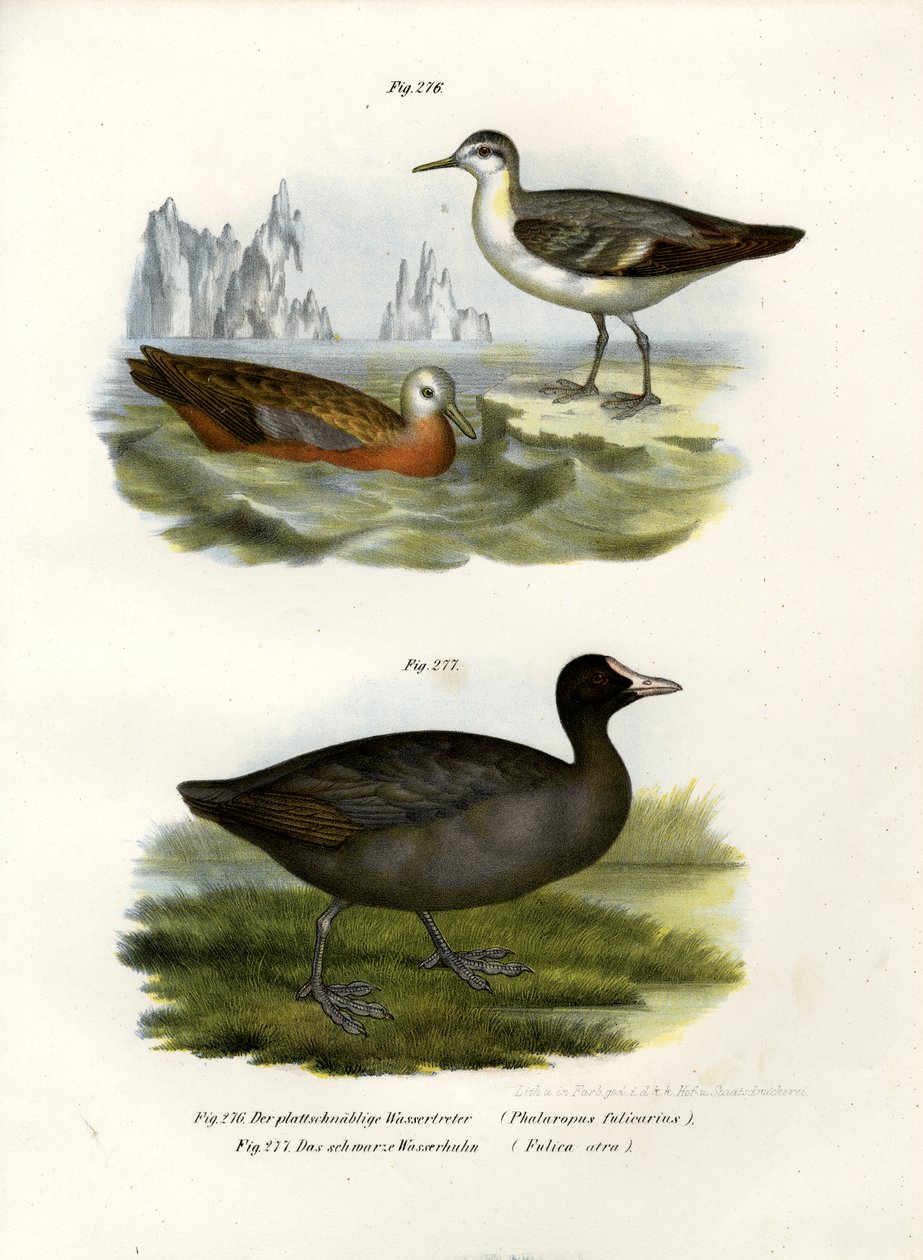 Grey Phalarope, 1864 av German School