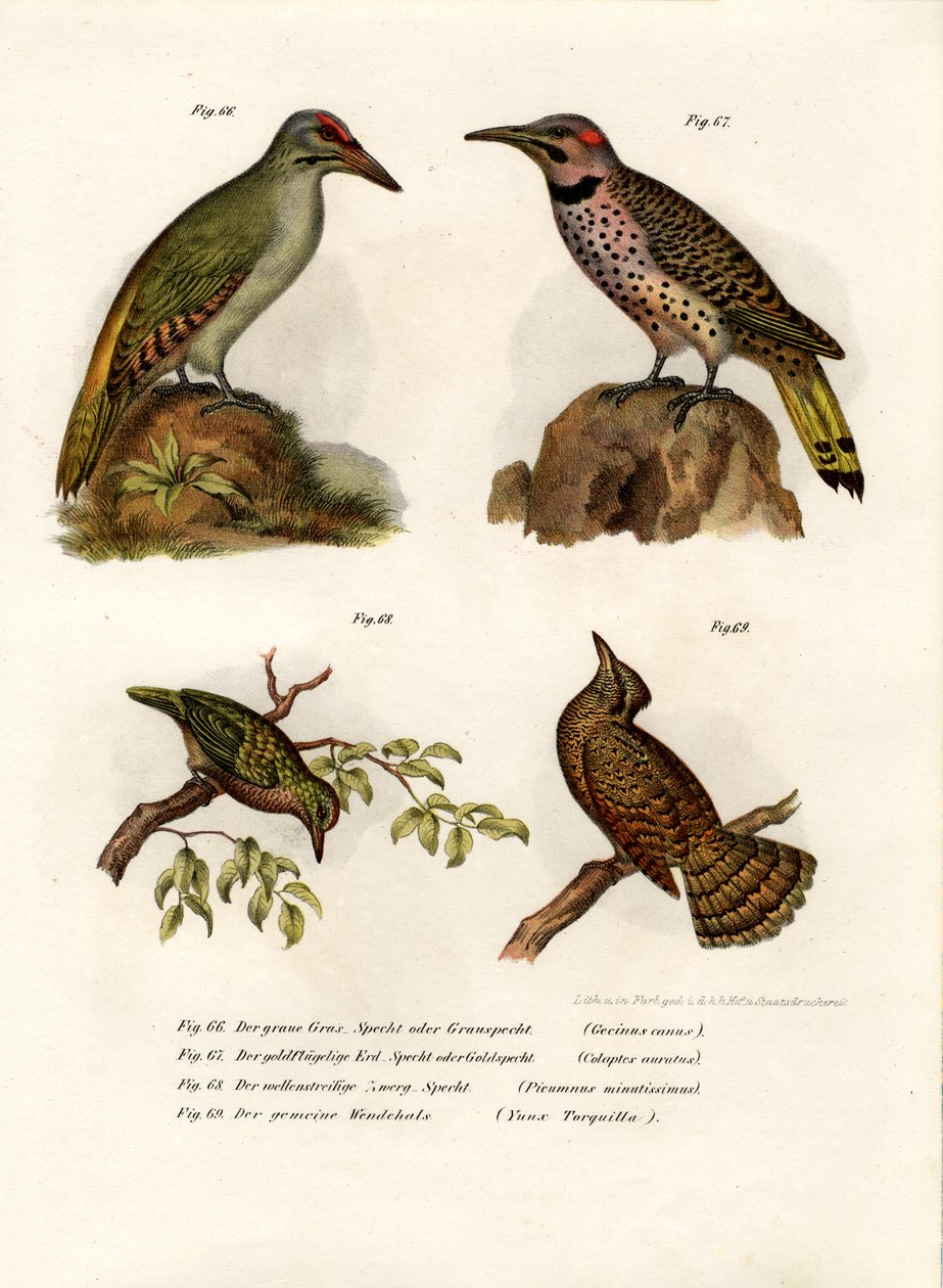 Gråhodespett, 1864 av German School