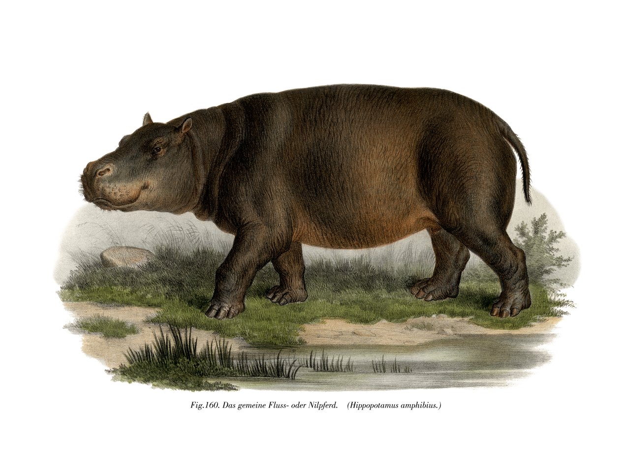 Flodhest, 1860 av German School