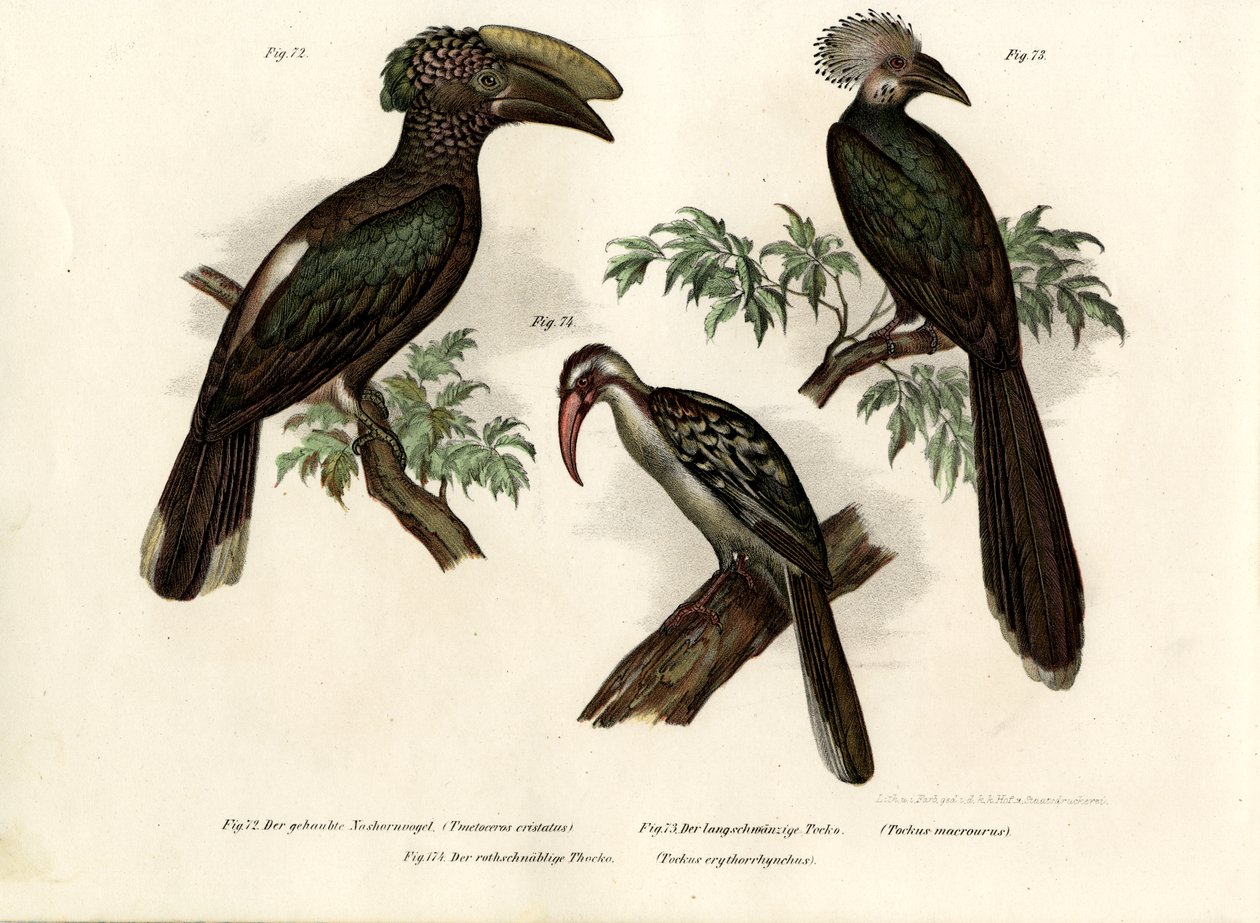 Hornbill, 1864 av German School