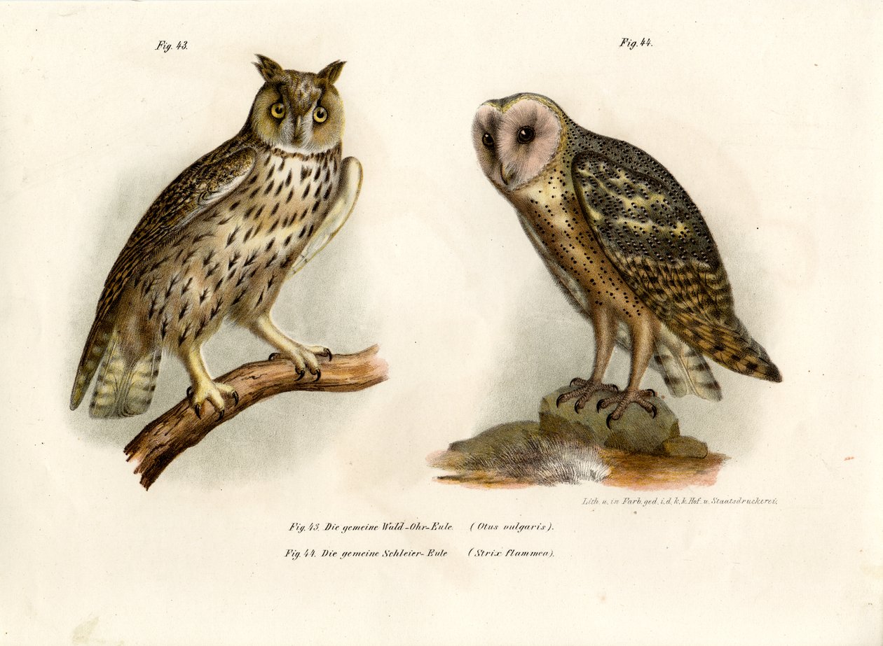 Hornugle, 1864 av German School