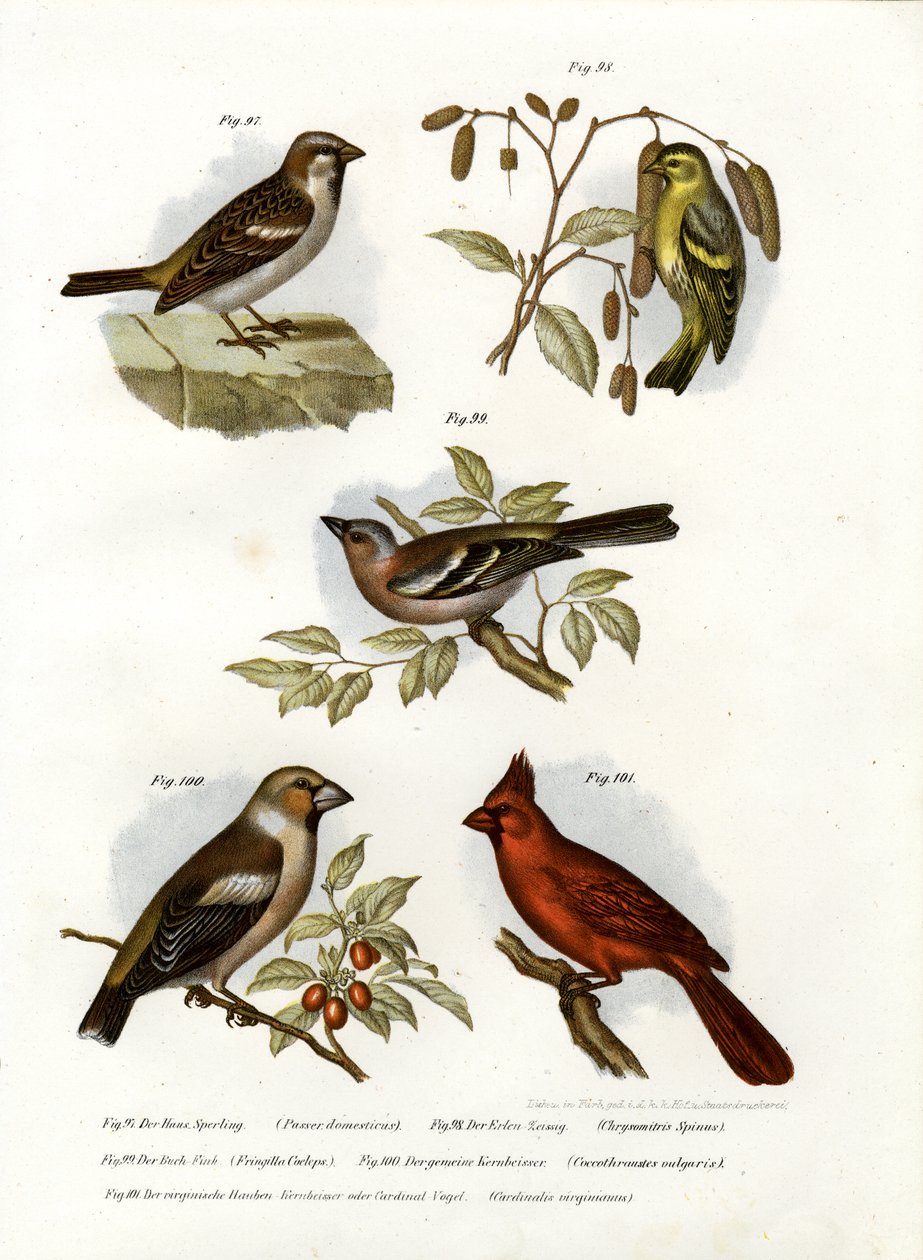 Husspurv, 1864 av German School