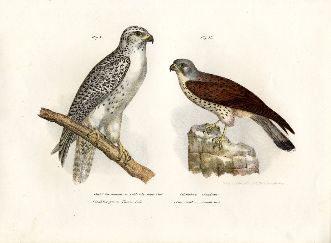 Islandsk Gyrfalcon, 1864 av German School