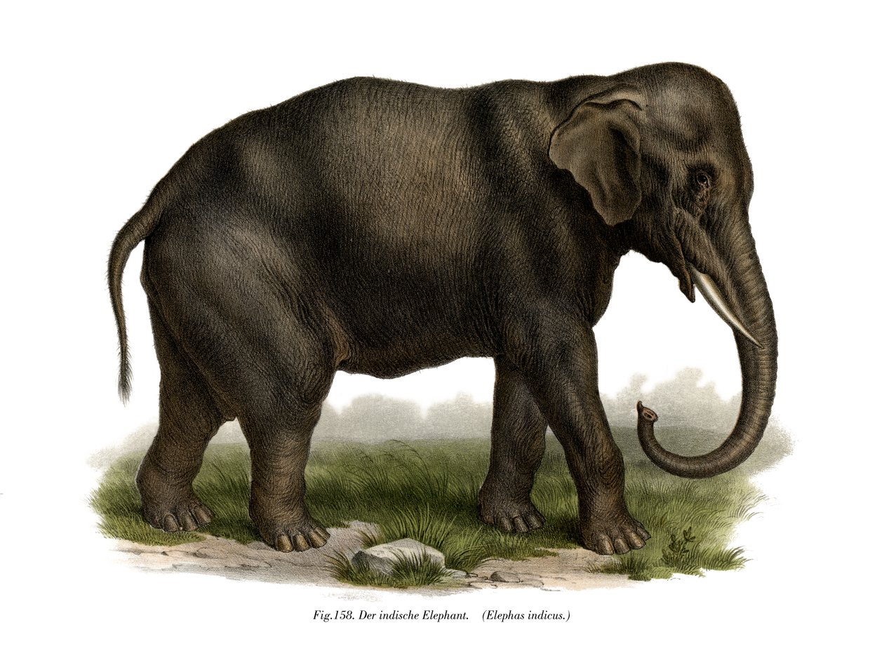 Indisk elefant, 1860 av German School